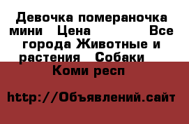 Девочка помераночка мини › Цена ­ 50 000 - Все города Животные и растения » Собаки   . Коми респ.